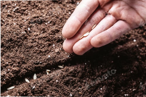 Preview: Closeup of a males hand planting seeds