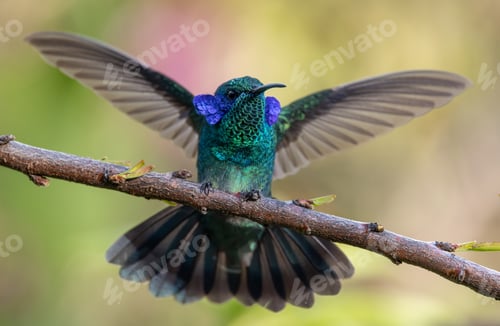 Preview: A Hummingbird in Costa Rica