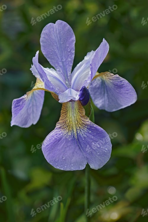 Preview: Close-Up Image Of Siberian Iris (Iris Sibirica)