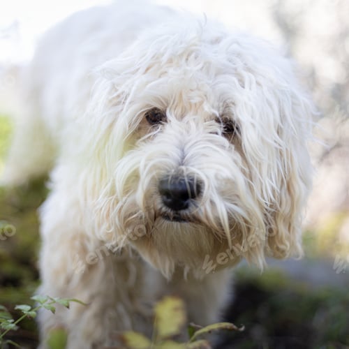 Preview: Closeup of a cute white Coton de Tulear dog outdoors