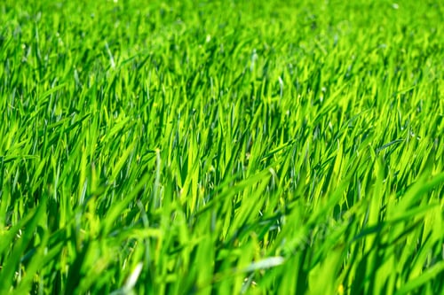 Preview: Regenerative Agriculture, Holistic Management, farming problem concept. Green wheat field background