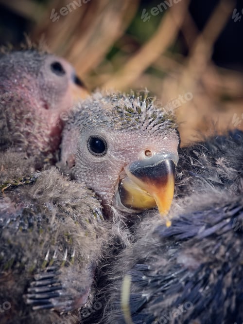 Preview: Closeup of adorable newborn lovebirds with fluffy gray plumage