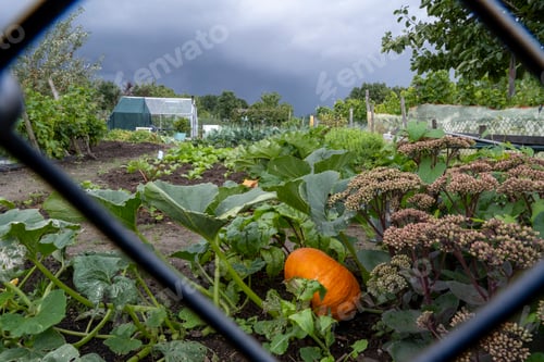 Preview: allotment growing healthy sustainable fresh produce