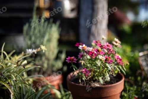 Preview: Garden