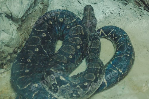 Preview: The Boa Constrictor is a beautiful snake.