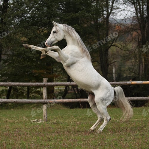 Preview: arabian, horse, mare, stallion, riding