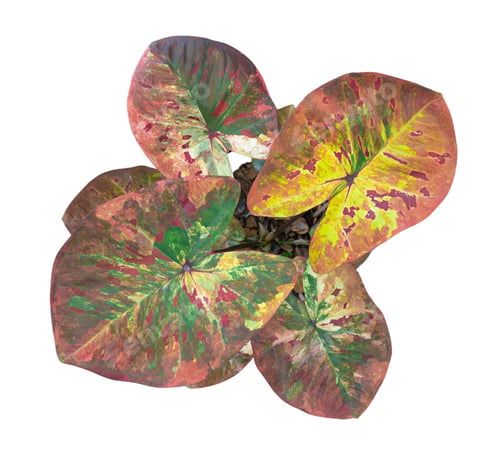 Preview: caladium on white background isolate with clipping path. Queen of the leaves plants.