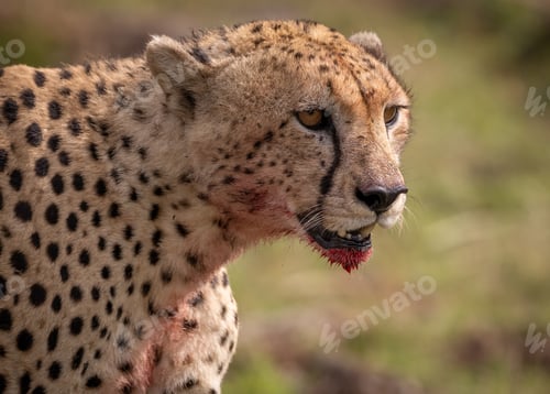 Preview: Cheetah in the Mara, Africa