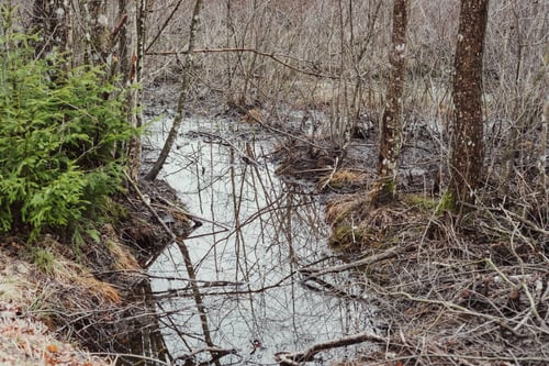 Preview: Swamp in springtime