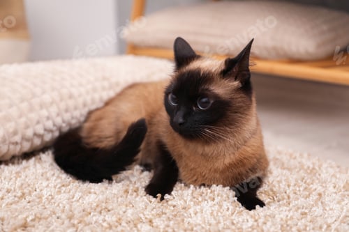 Preview: Adorable Thai cat resting on beige carpet at home