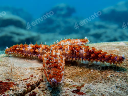 Preview: Spiny seastar from Cyprus