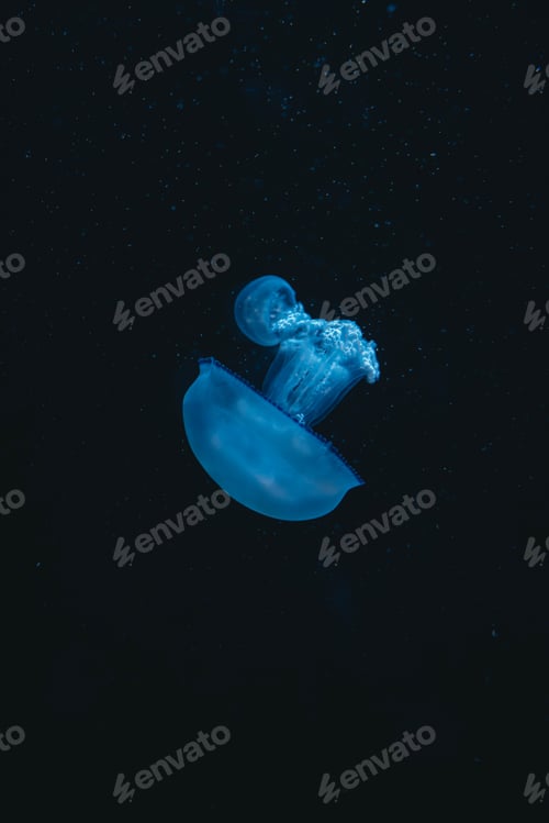 Preview: Closeup of a blue jellyfish in the water
