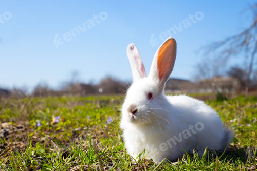 Preview: little white rabbit