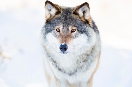 Preview: Wolf stands in beautiful winter forest