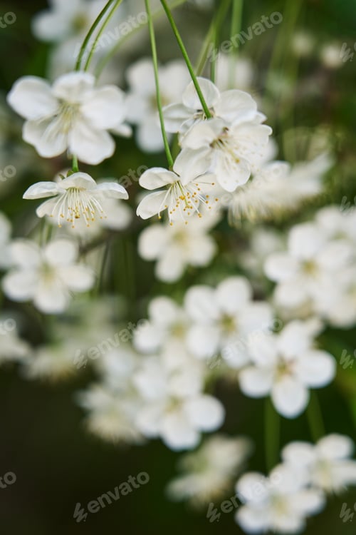 Preview: Cherry Blossom Tree, white flowers and green leaves on the branches.