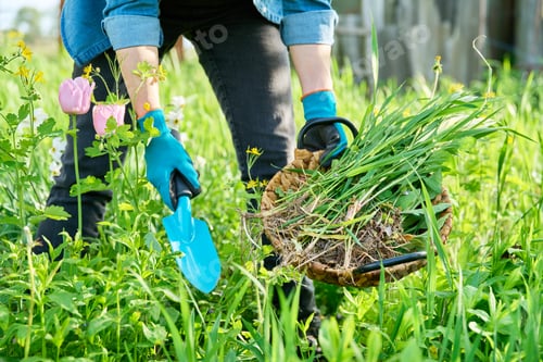 Preview: Spring flower bed, gardening landscaping, woman's hands in gardening gloves with tools