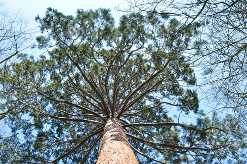 Preview: Large pine view from below