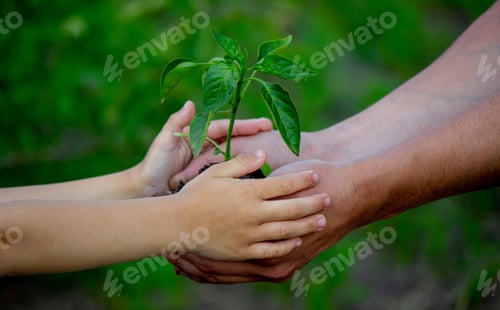 Preview: father and child plant a plant in the garden.
