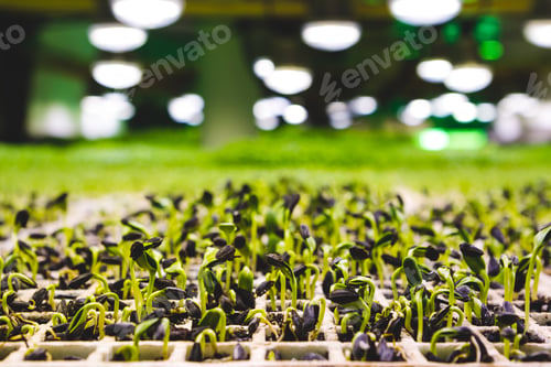 Preview: Microgreens Growing
