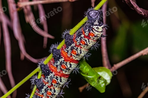 Preview: Kenya Small Insects Macro Animals Fauna Plants Flowers Vegatations Field