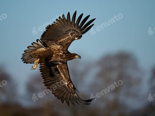 Preview: White-tailed eagle (haliaeetus albicilla)