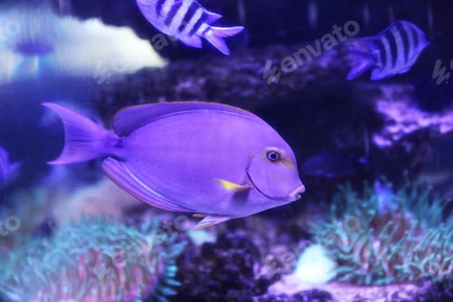 Preview: Beautiful surgeon fish swimming in aquarium water