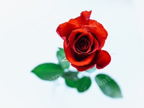 Preview: Bud of blooming red rose, cut flower, top view on light background