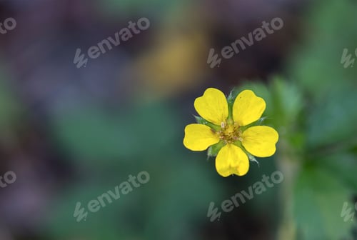 Preview: Sulfur Cinquefoil (Potentilla recta)