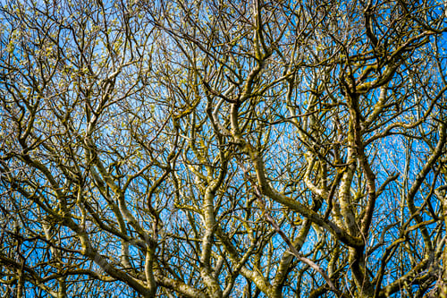 Preview: Abstract intricate patterns of a winter tree