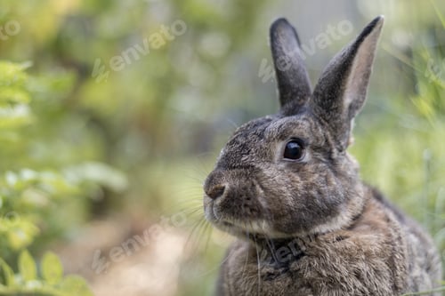 Preview: Gray garden rabbit soft light selective focus
