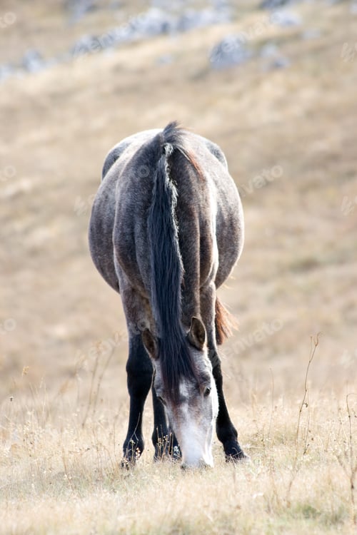 Preview: Grey hors