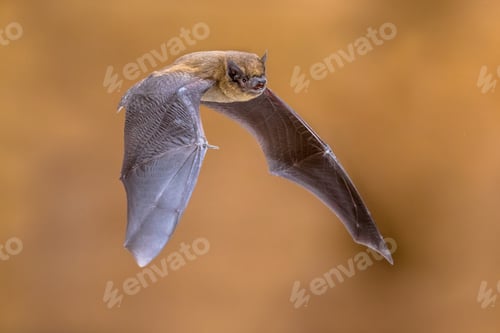 Preview: Flying pipistrelle bat