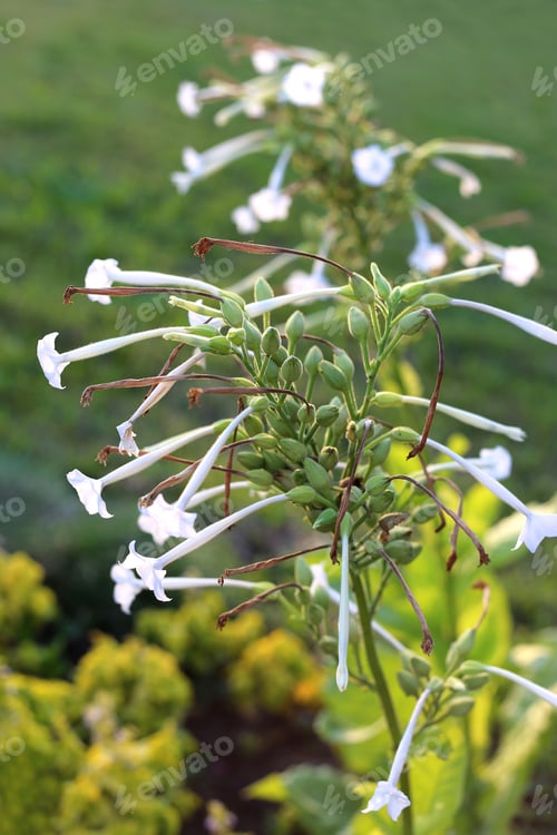Preview: Fragrant tobacco flowers