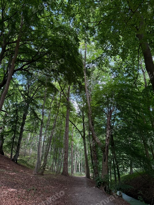 Preview: Beautiful green trees, pathway and canal in park, low angle view