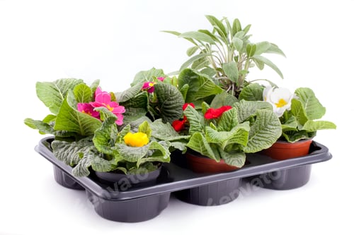 Preview: Primroses And Sage
