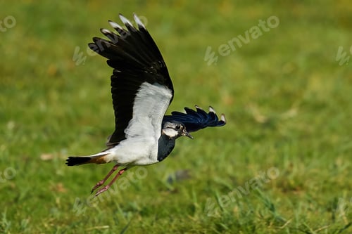 Preview: Northern lapwing (Vanellus vanellus)