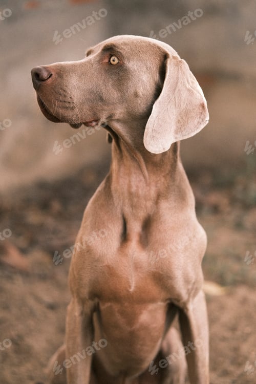 Preview: Closeup of a dog of the Weimaraner breed