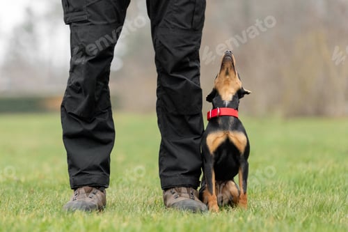 Preview: Person with Small Jagdterrier dog on Green Grass
