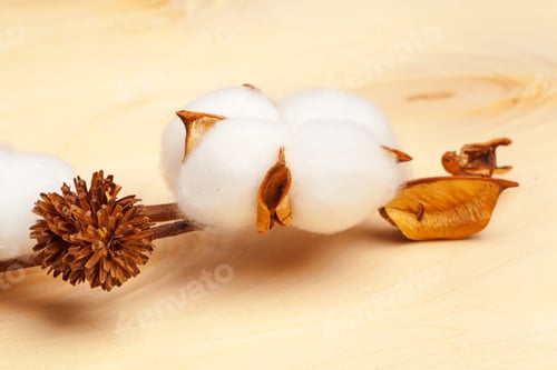 Preview: Branch with cotton flowers on wooden background