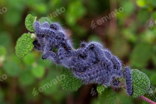 Preview: Shallow focus of black furry caterpillars on a green bran