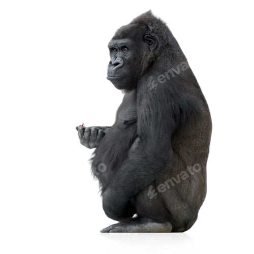 Preview: Young Silverback Gorilla