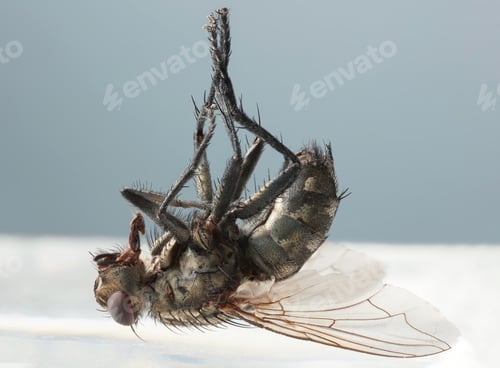 Preview: dead fly macro