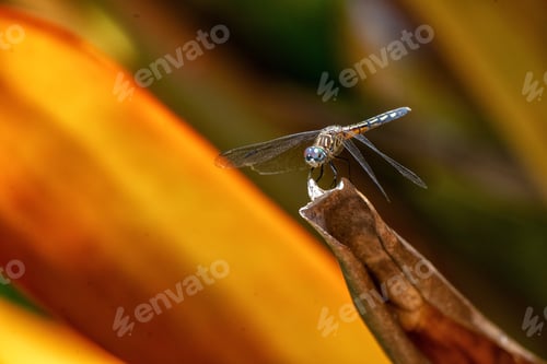 Preview: Dragonfly perched