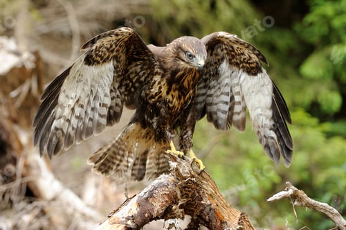 Preview: Hawk