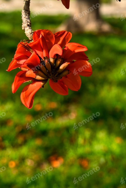 Preview: Indian coral tree. Easter flower in forest.