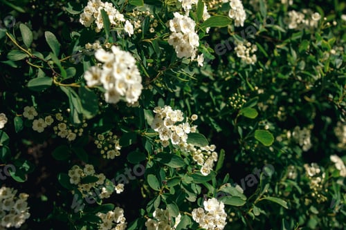 Preview: beautiful spirea flowers in sunlight