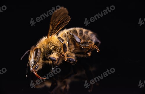Preview: Closeup of dead honey bee on black background.