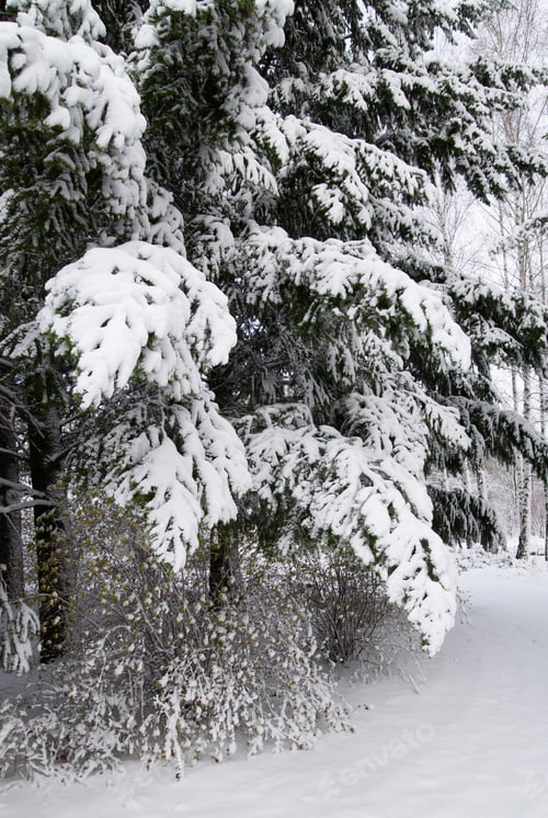 Preview: Fir trees in winter snow