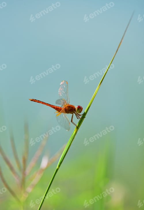 Preview: Dragonfly on the grass blade