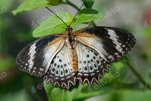 Preview: Leopard Lacewing (Female)